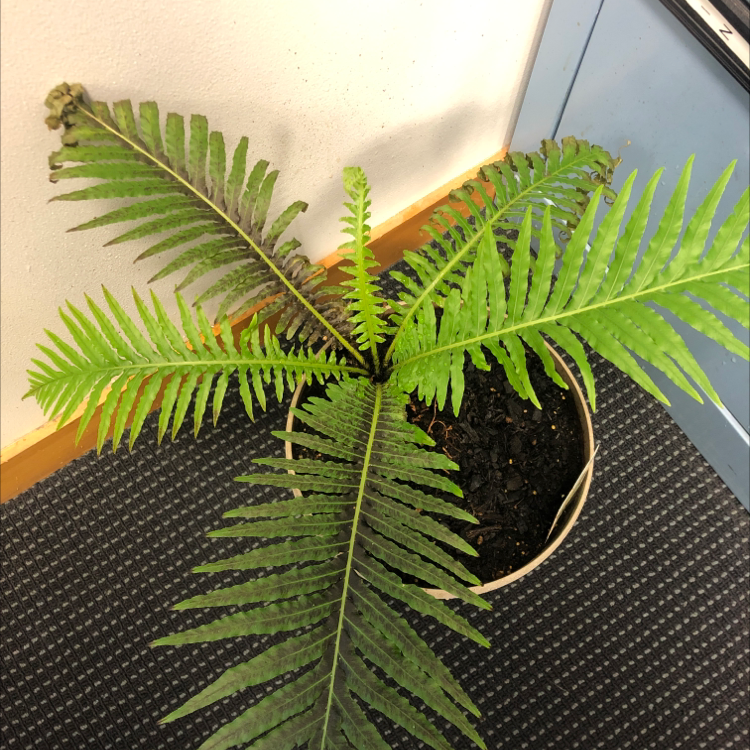 Potted Matteuccia plant with some browning and black spots on fronds.