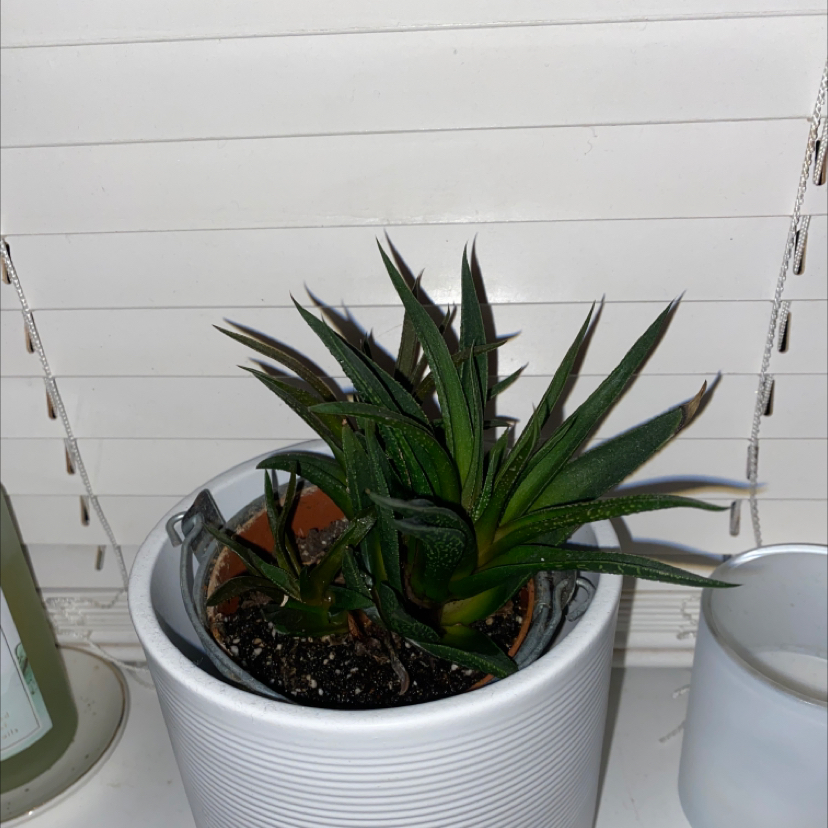 Photo of the plant species Haworthia Alba by @lottie_mcp named Spike Leaves on Greg, the plant care app