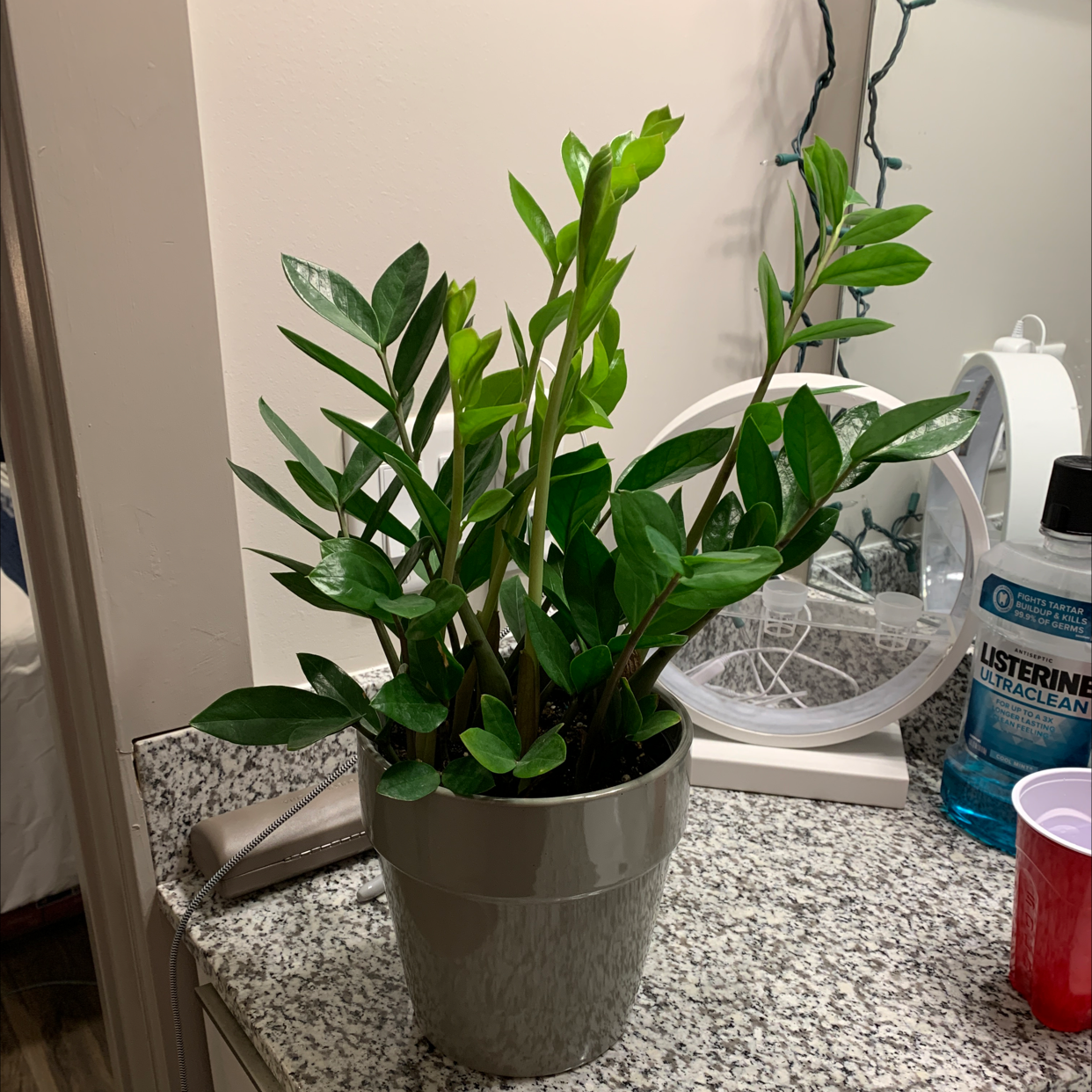 Zamioculcas Zamiifolia plant photo by @Austin_dst named Your plant on Greg, the plant care app.