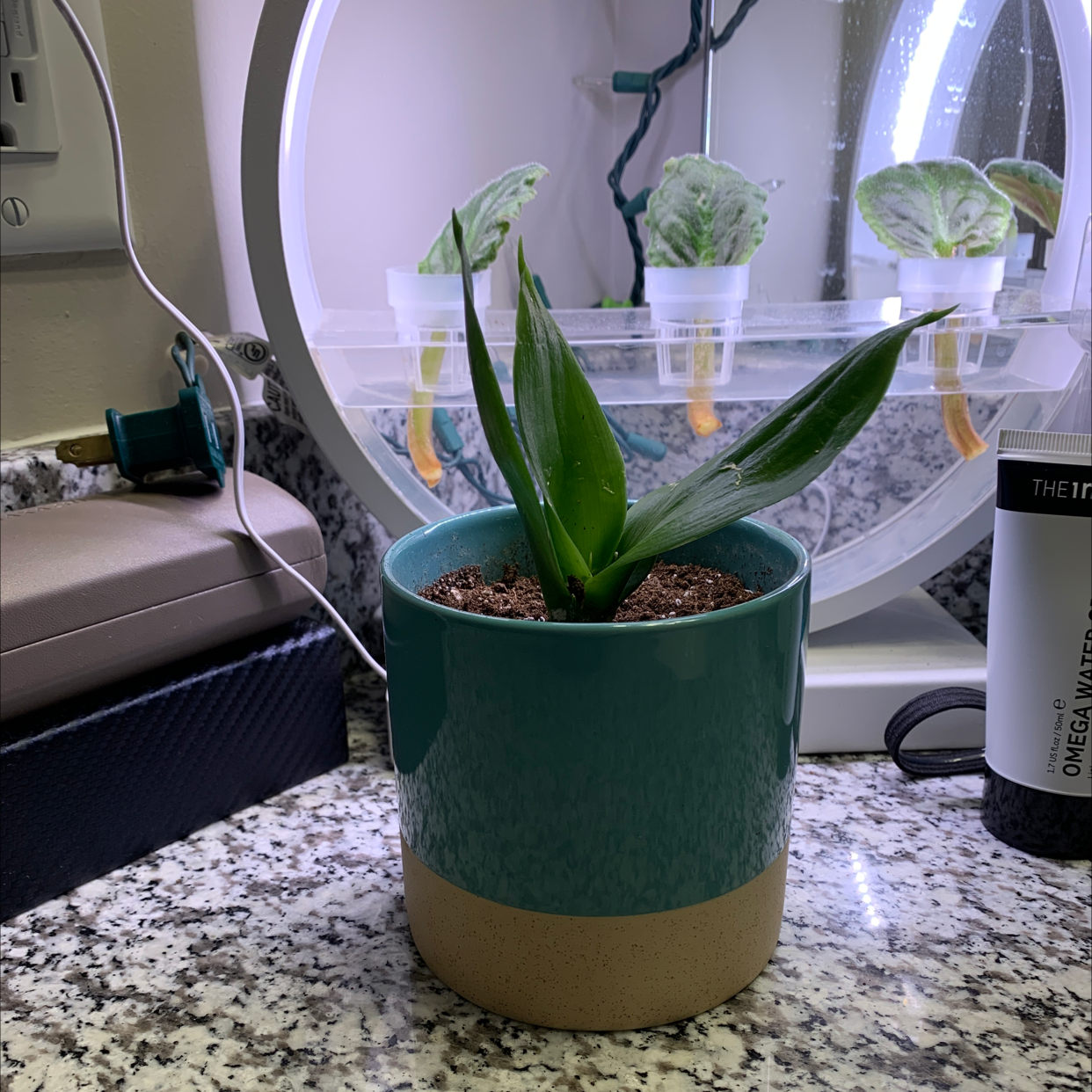 Bird's Nest Snake Plant in a pot on a countertop with other plants in the background.