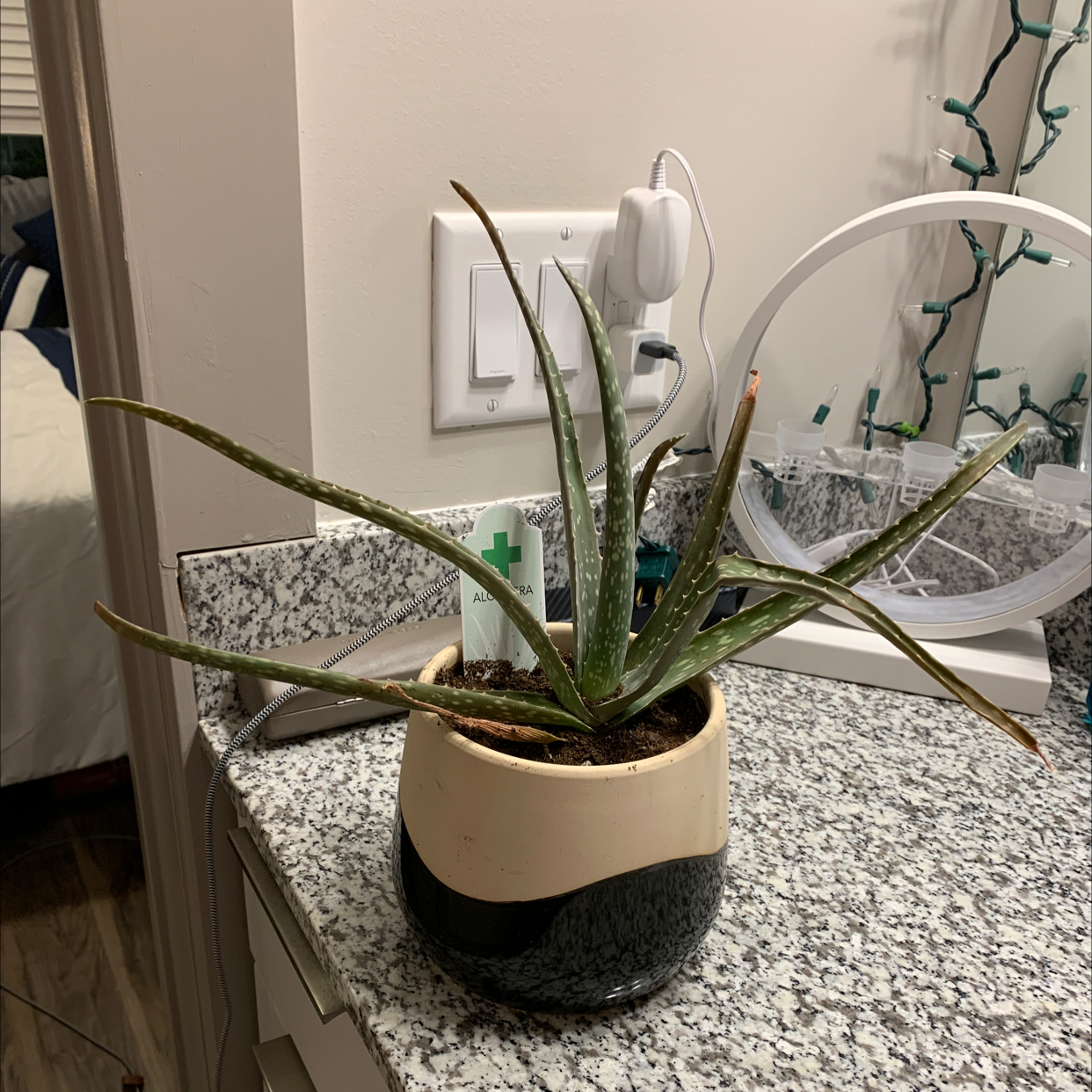 Aloe vera plant photo by @Austin_dst named Your plant on Greg, the plant care app.