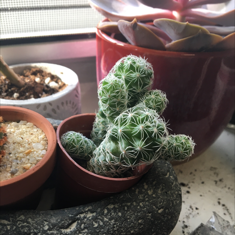 Missouri Foxtail Cactus in a pot with visible soil, well-framed and in focus.