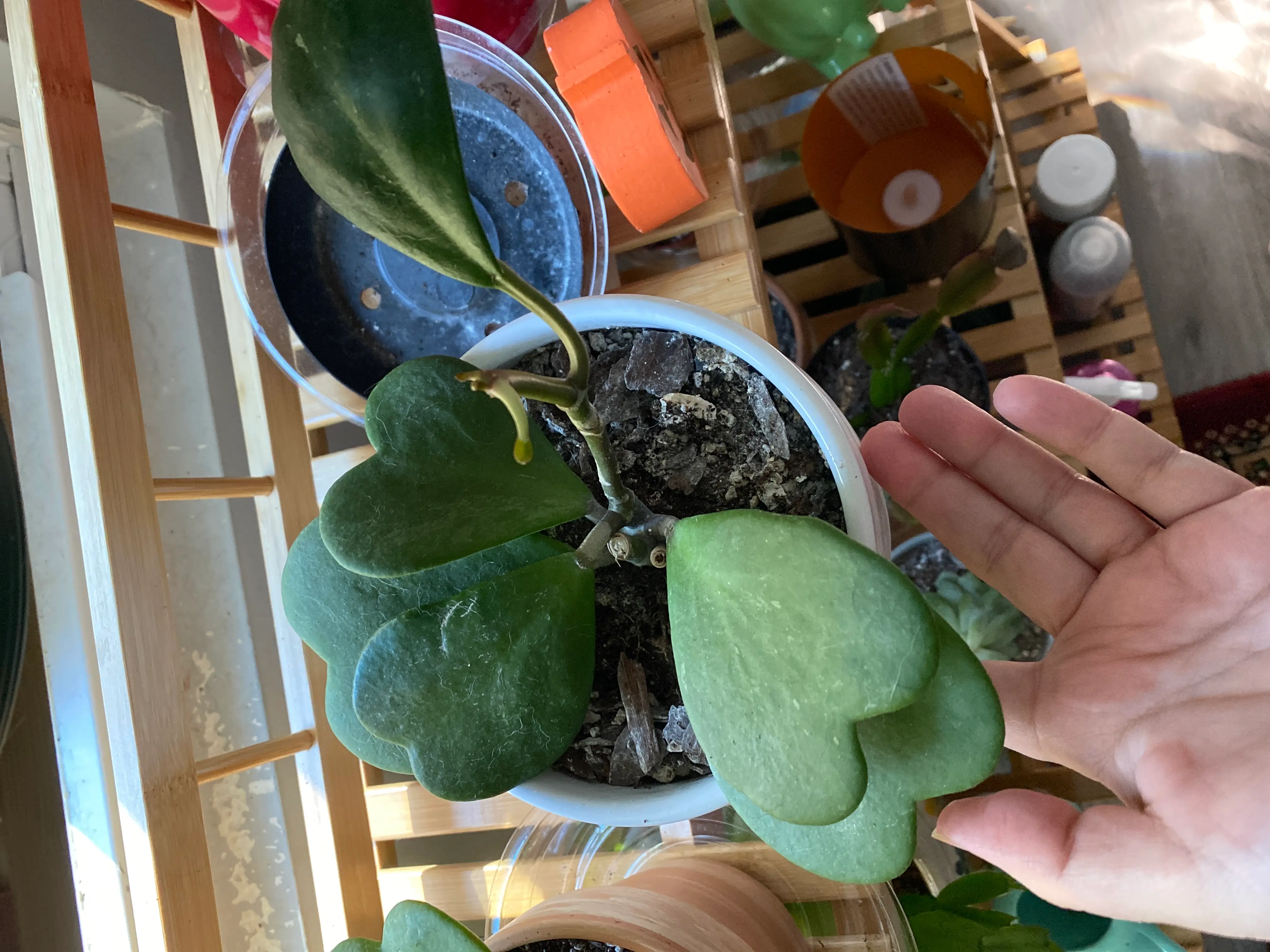 Sweetheart Hoya plant with heart-shaped leaves in a pot. A hand is visible.