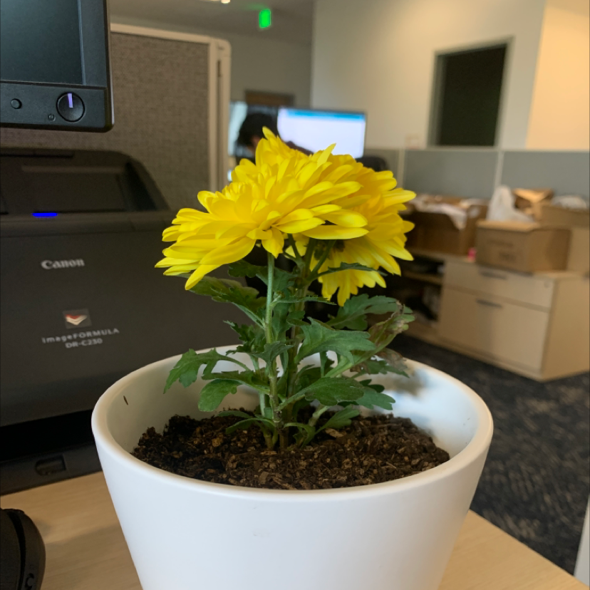 Chrysanthemum plant in a white pot with vibrant yellow flowers and green leaves.