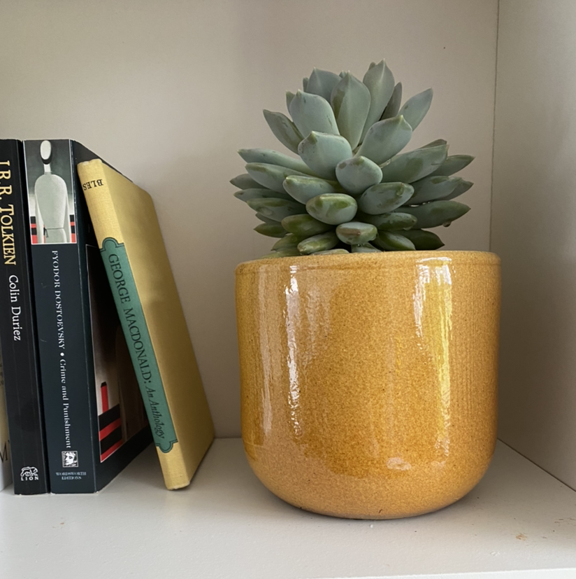 Echeveria 'Orion' plant in a yellow pot on a shelf with books.
