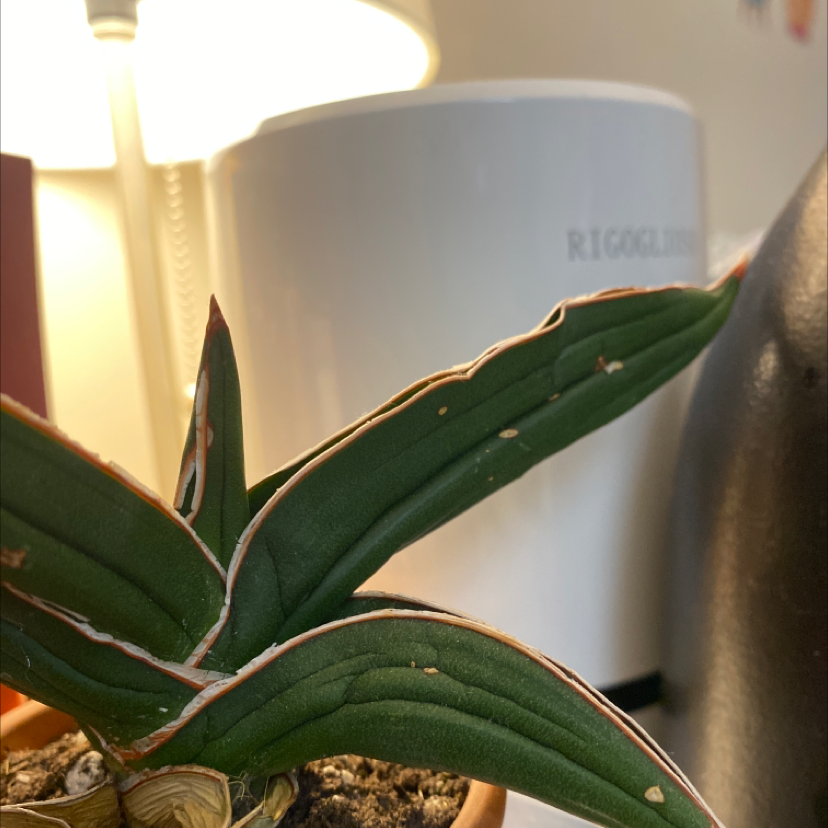 Samurai Dwarf Snake Plant with browning leaf edges in a pot with visible soil.