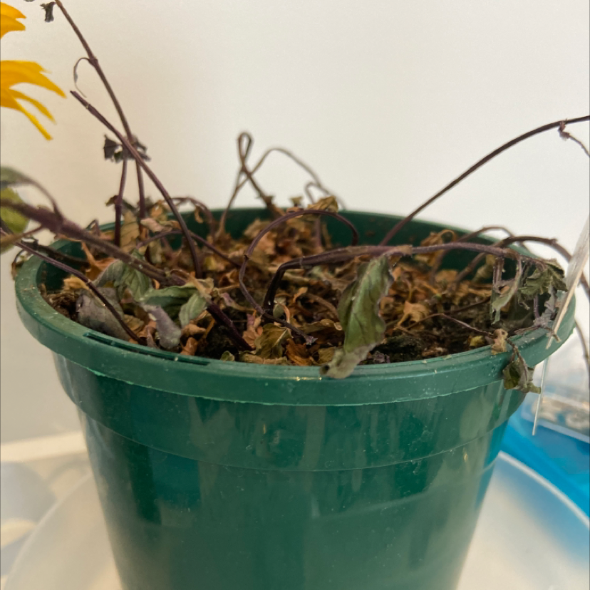 Potted Chocolate Mint plant with significant wilting and browning of leaves.