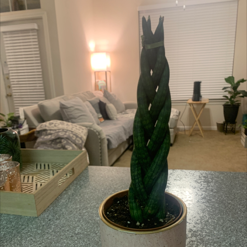 Snake Plant plant photo by @KaylieS named Wayne Brady on Greg, the plant care app.