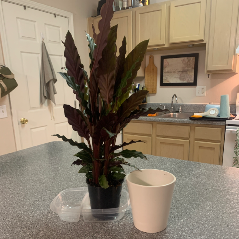 Furry Feather Calathea plant photo by @KaylieS named Sam on Greg, the plant care app.