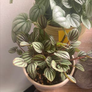 Peperomia Caperata plant photo by @KaylieS named Kevin on Greg, the plant care app.