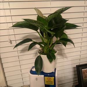 Philodendron Birkin plant photo by @KaylieS named Lurkie on Greg, the plant care app.