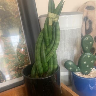Cylindrical Snake Plant plant in Leawood, Kansas