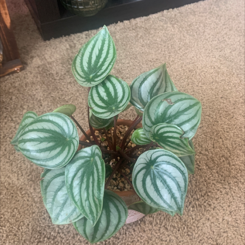 Emerald Ripple Peperomia plant photo by @KaylieS named Melly Furtado on Greg, the plant care app.