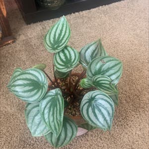 Emerald Ripple Peperomia plant photo by @KaylieS named Melly Furtado on Greg, the plant care app.