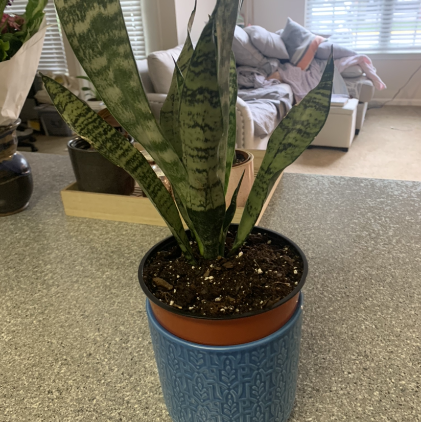 Snake Plant plant photo by @KaylieS named Slytherin on Greg, the plant care app.