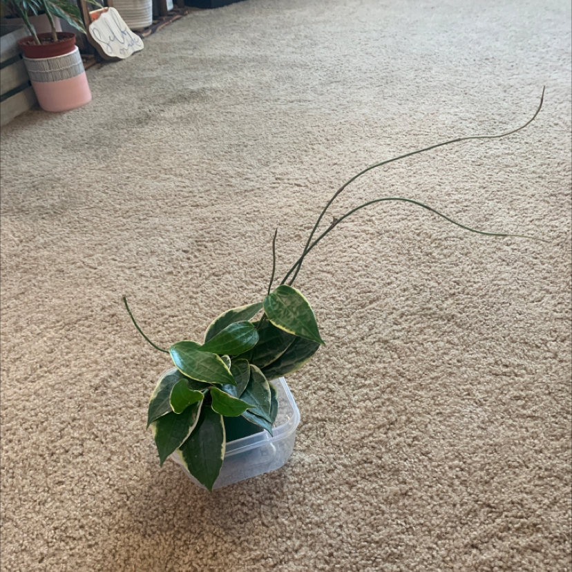 Hoya macrophylla plant photo by @KaylieS named Big Mac on Greg, the plant care app.