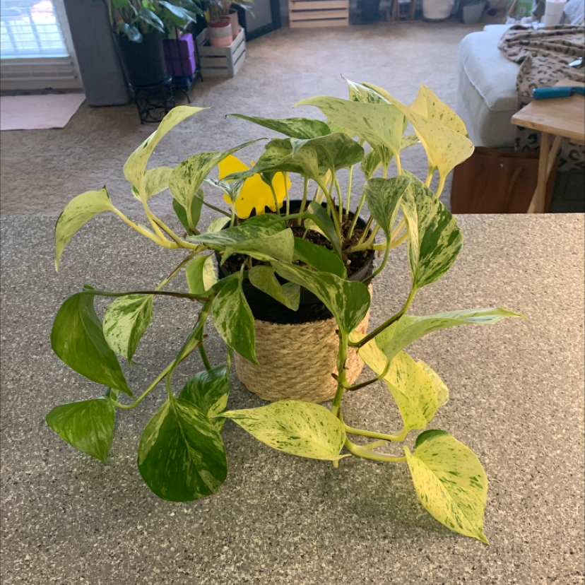 Taro Vine plant photo by @KaylieS named Big Marble on Greg, the plant care app.