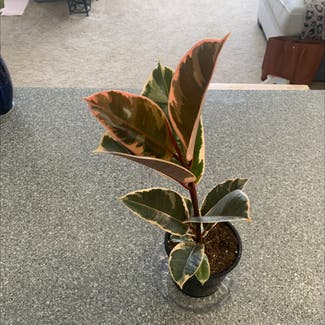 Rubber Plant plant in Leawood, Kansas