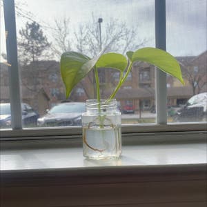 Neon Pothos plant photo by @KaylieS named Neon Prop on Greg, the plant care app.