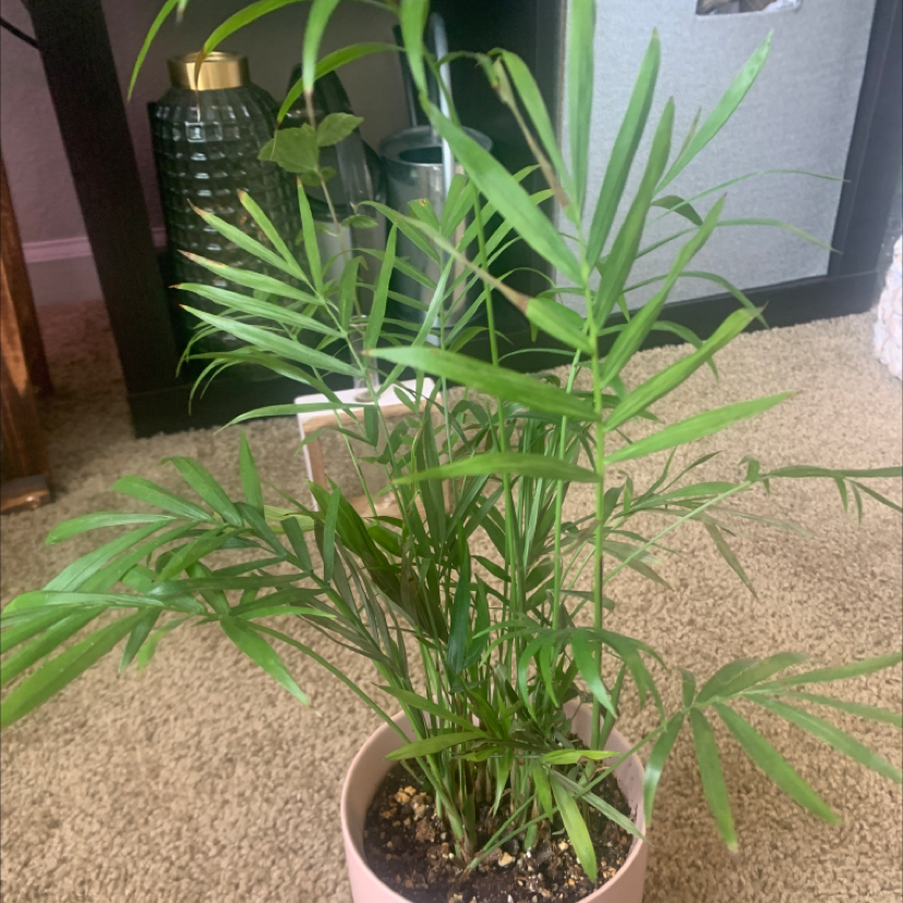 Parlour Palm plant photo by @KaylieS named Karen on Greg, the plant care app.
