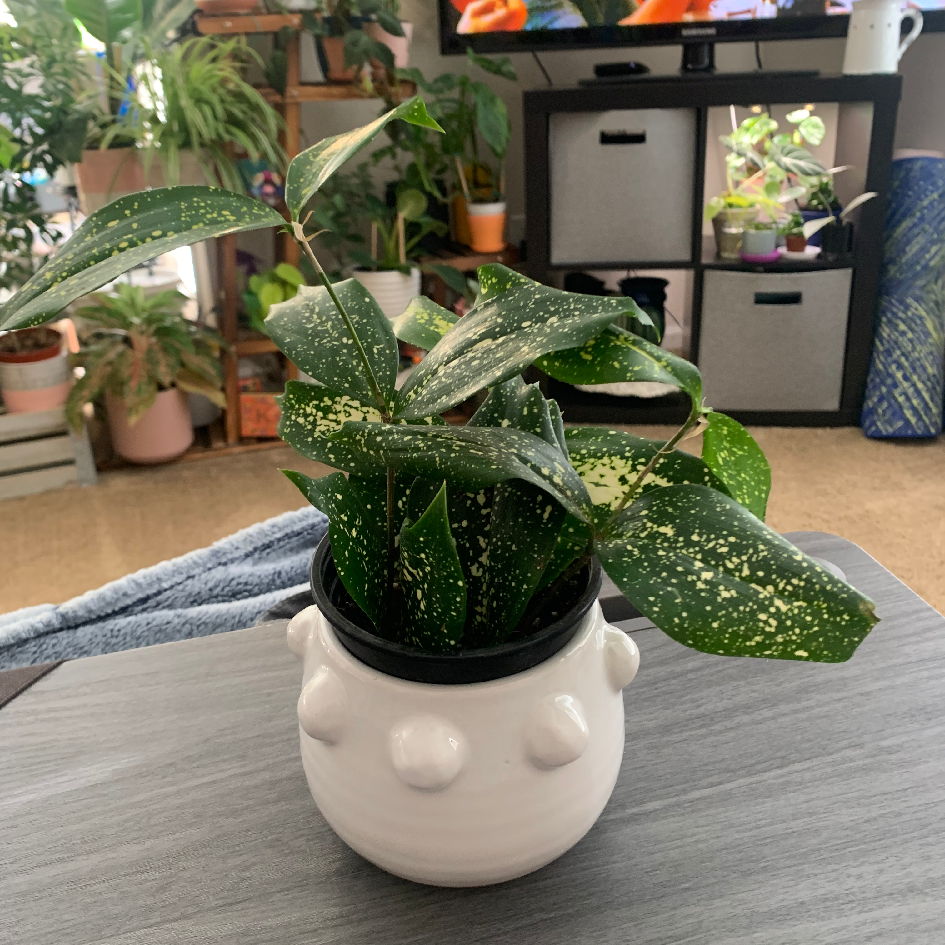 Gold Dust Dracaena plant photo by @KaylieS named Florida Man on Greg, the plant care app.