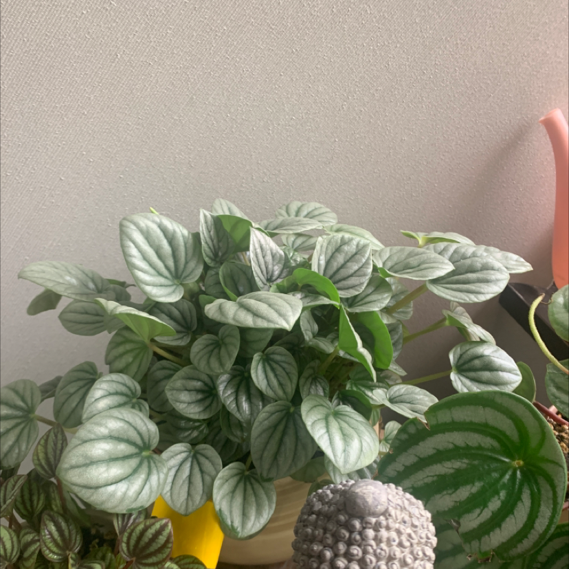 Silver Frost Peperomia plant photo by @KaylieS named Icy Girl on Greg, the plant care app.