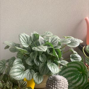 Silver Frost Peperomia plant photo by Kaylies named Icy Girl on Greg, the plant care app.