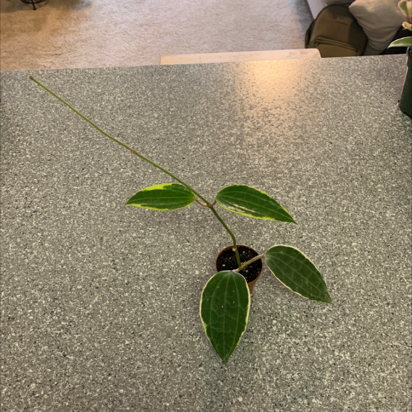 Hoya macrophylla 'Albomarginata' plant with healthy leaves and a long stem in a pot on a countertop.