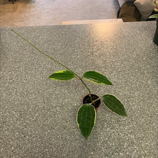 Hoya macrophylla 'Albomarginata' plant in Leawood, Kansas