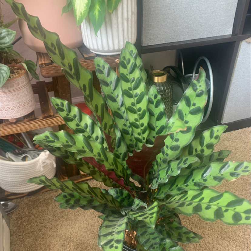 Rattlesnake Plant plant photo by @KaylieS named Tommy Pickles on Greg, the plant care app.