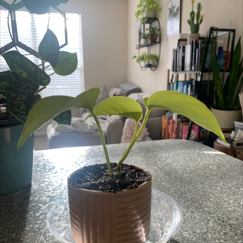 Neon Pothos plant photo by @KaylieS named Mini Neon on Greg, the plant care app.