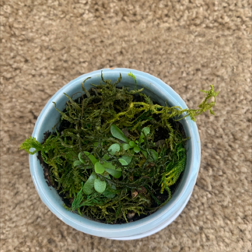 Mexican Butterwort plant photo by @KaylieS named Judi Jason on Greg, the plant care app.