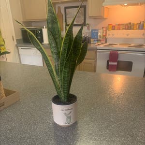 Snake Plant plant photo by Kaylies named Little Snek Plant on Greg, the plant care app.