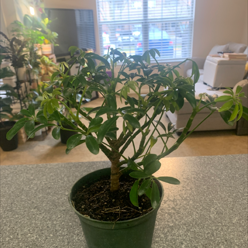 Dwarf Umbrella Tree plant photo by @KaylieS named Tony on Greg, the plant care app.