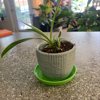 Spider Plant plant in Leawood, Kansas