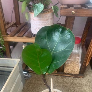 Fiddle Leaf Fig plant photo by @KaylieS named Figgie Smalls on Greg, the plant care app.