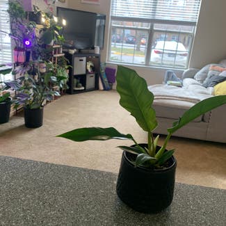 Tiger Tooth Philodendron plant in Leawood, Kansas
