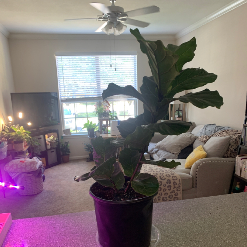 Fiddle Leaf Fig plant photo by @KaylieS named Figgy Azalea on Greg, the plant care app.