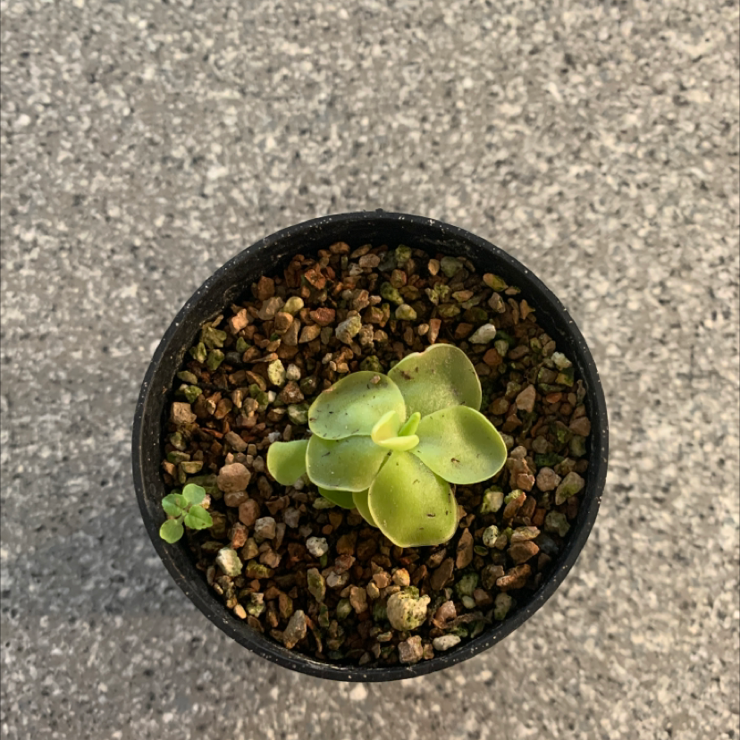 Mexican Butterwort plant photo by @KaylieS named Jason Statham on Greg, the plant care app.