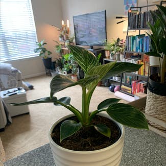 Philodendron Birkin plant in Leawood, Kansas