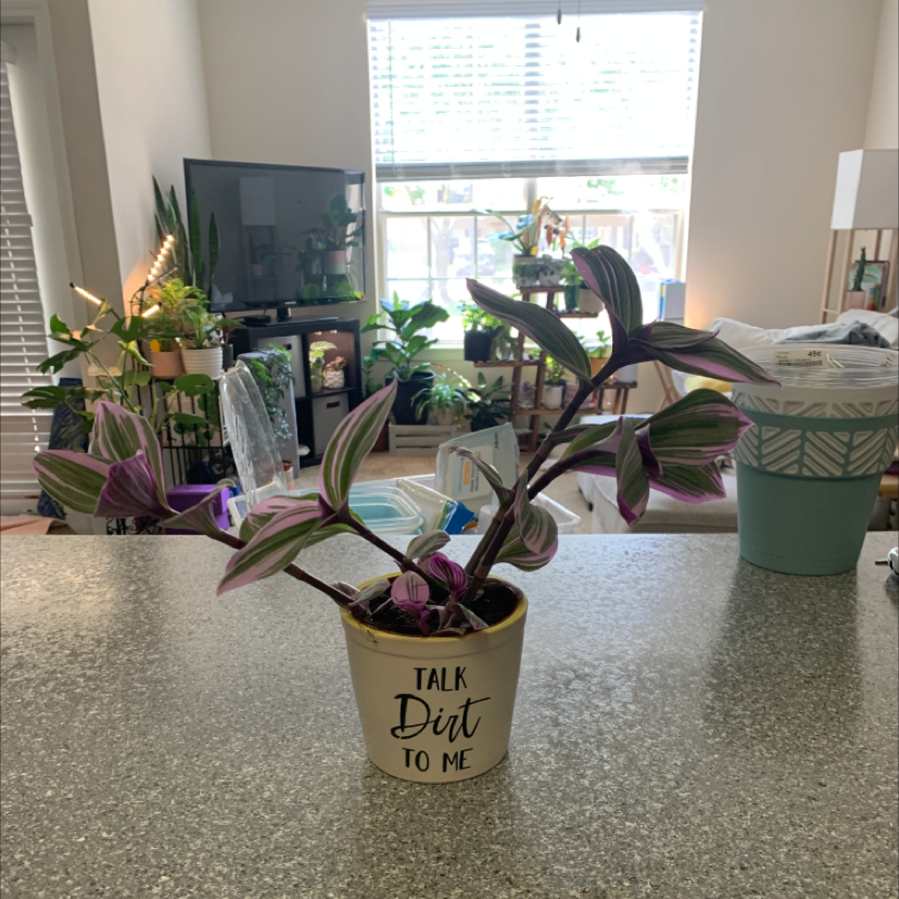 Small-Leaf Spiderwort plant photo by @KaylieS named Leggy Lucy on Greg, the plant care app.