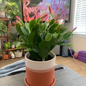 Thanksgiving Cactus plant photo by @KaylieS named Chris on Greg, the plant care app.