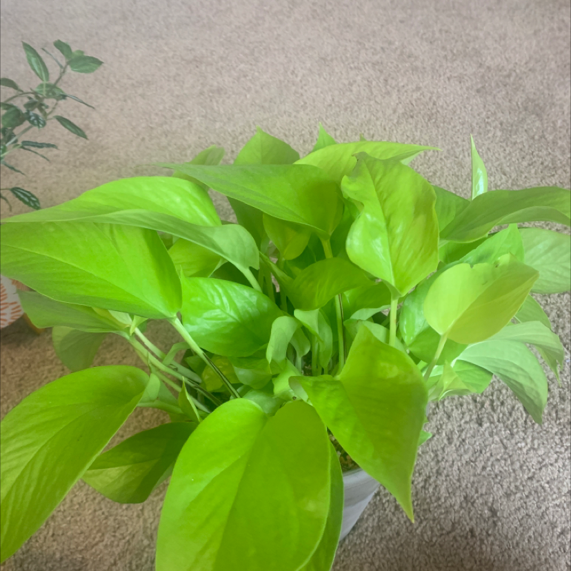 Taro Vine plant photo by @KaylieS named Zenon on Greg, the plant care app.