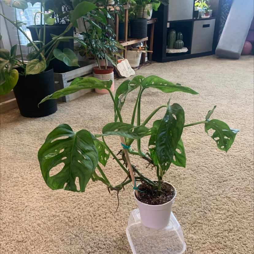 Swiss Cheese Vine plant photo by @KaylieS named Swizz on Greg, the plant care app.