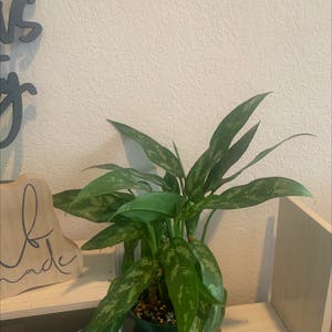Chinese Evergreen plant photo by @KaylieS named Evergreen on Greg, the plant care app.
