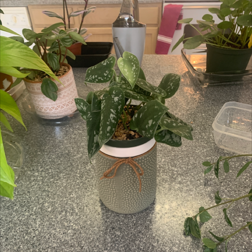 Satin Pothos plant photo by @KaylieS named Silk on Greg, the plant care app.