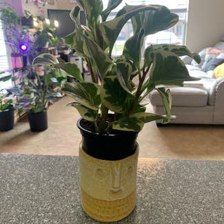 Baby Rubber Plant plant in Leawood, Kansas