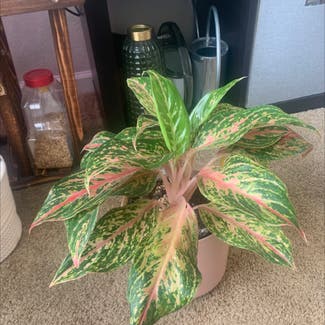 Chinese Evergreen Hot Pink Valentine Wishes plant in Leawood, Kansas