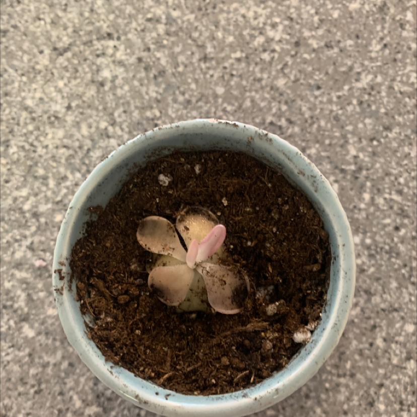 Mexican Butterwort plant photo by @KaylieS named Judi on Greg, the plant care app.
