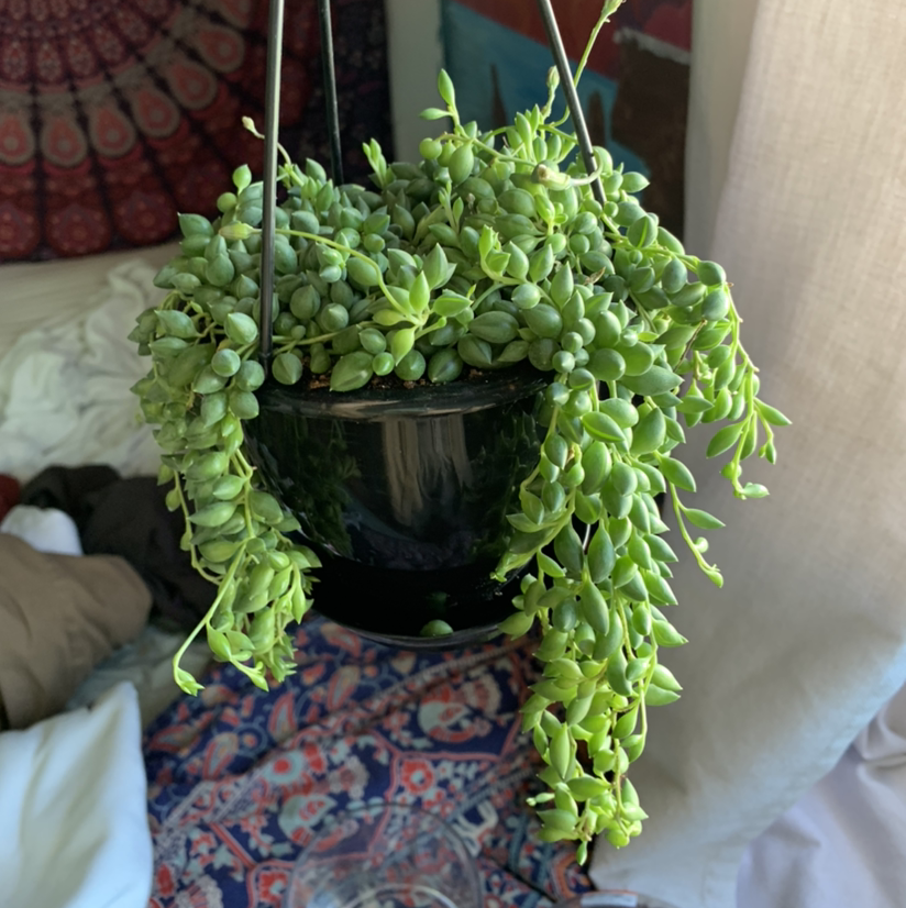 Hanging String of Watermelons plant with small, round, green leaves. Background includes household items.